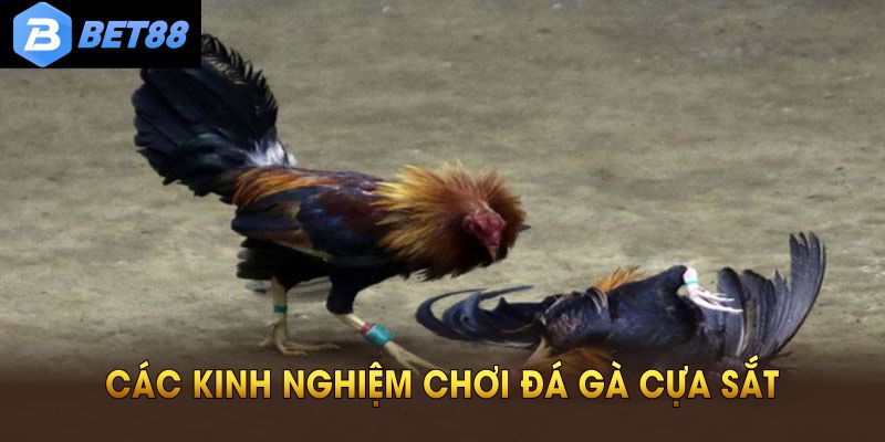 Các kinh nghiệm chơi đá gà cựa sắt cơ bản mọi người cần nhớ