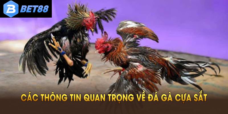 Những cửa cược đá gà cựa sắt cơ bản cần nắm