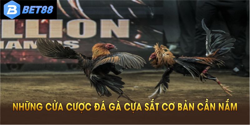 Tổng hợp các luật chơi đá gà cựa sắt cơ bản