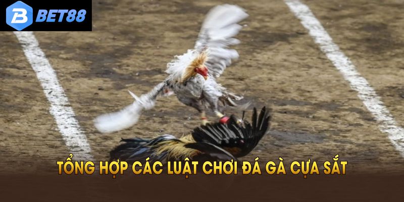 Các thông tin quan trọng về đá gà cựa sắt ai cũng nên biết
